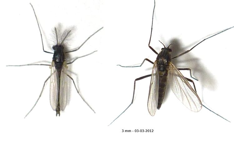Orthocladiinae Dipterainfo Discussion Forum Orthocladiinae bis
