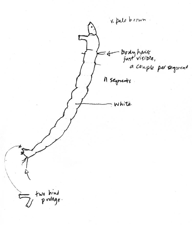 Orthocladiinae Bromeliad Larvae Orthocladiinae subfamily sp A