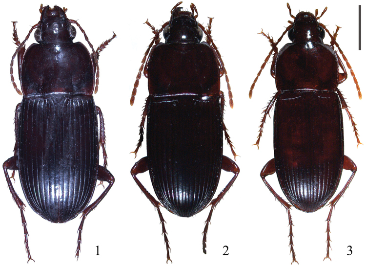 Orthomus Revision of the East Mediterranean Orthomus Coleoptera Carabidae