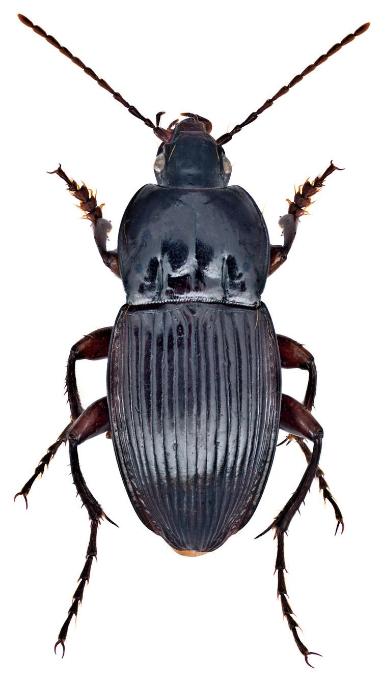 Orthomus Genus Orthomus Chaudoir 1838 8 Carabidae