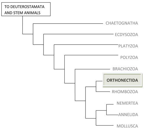 Orthonectida ORTHONECTOZOA