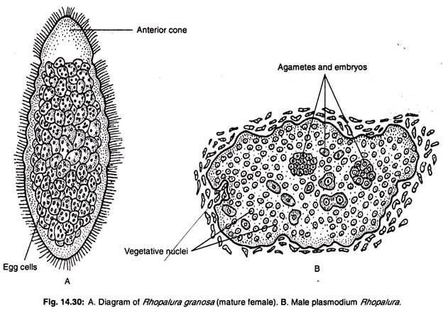 Orthonectida Notes on Mesozoans With Diagram