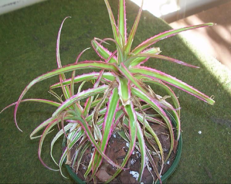 Orthophytum Bromeliads in Australia Orthophytum gurkenii