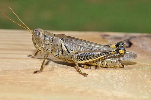 Orthoptera Entomopixel Orthoptera Grasshoppers crickets and cicadas