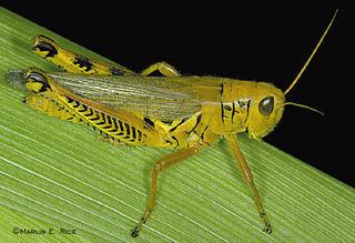 Orthoptera Orthoptera Grasshoppers Locusts Crickets Katydids Discover Life