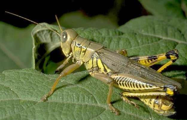 Orthoptera Orthoptera Pests and Pollinators
