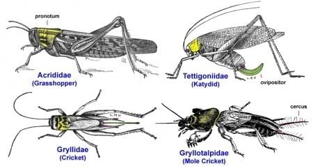 Orthoptera Orthoptera Bugwoodwiki