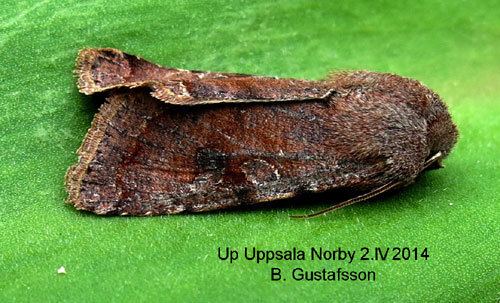 Orthosia incerta Orthosia incerta Insecta Lepidoptera Noctuidae