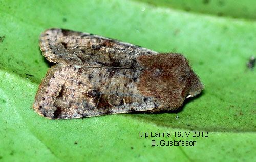 Orthosia incerta Orthosia incerta Insecta Lepidoptera Noctuidae