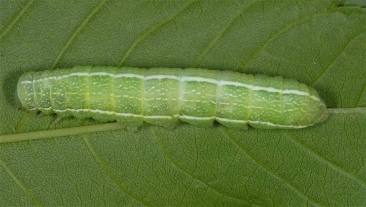 Orthosia incerta European Lepidoptera and their ecology Orthosia incerta