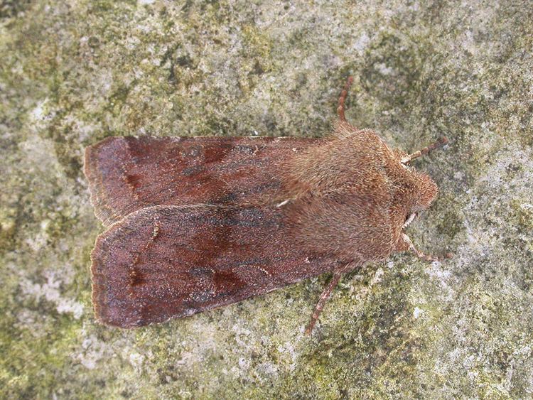 Orthosia incerta Clouded Drab Orthosia incerta NatureSpot