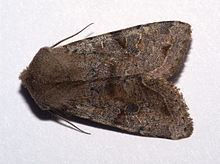 Orthosia incerta httpsuploadwikimediaorgwikipediacommonsthu