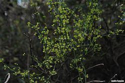 Orthosia (plant) httpsuploadwikimediaorgwikipediacommonsthu