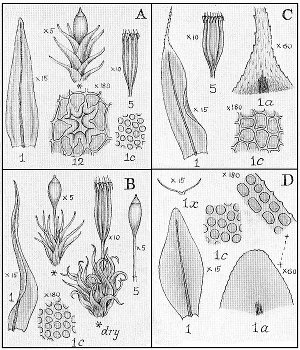 Orthotrichaceae deltaintkeycombritmsimagesdix341jpg
