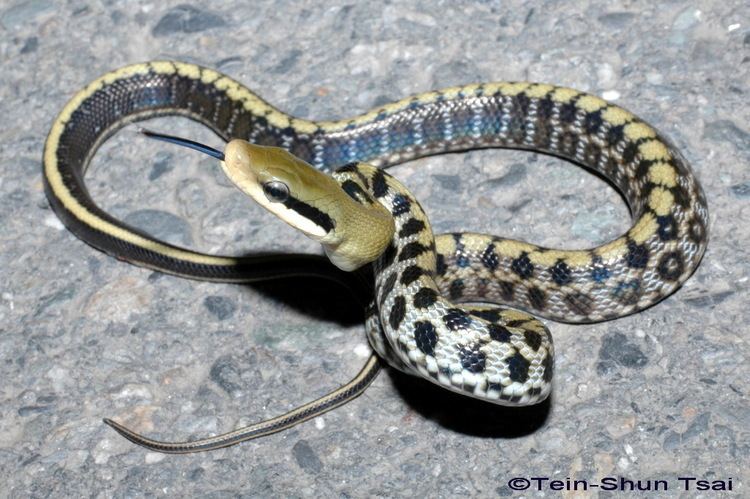 Orthriophis Orthriophis taeniurus friesei Taiwan Beauty Snake