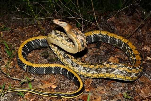 Orthriophis Beauty Snake Orthriophis taeniurus mocquardi