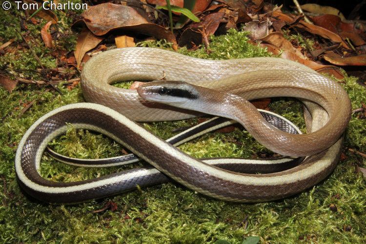 Orthriophis CalPhotos Orthriophis taeniurus ridleyi Ridley39s Cave Racer