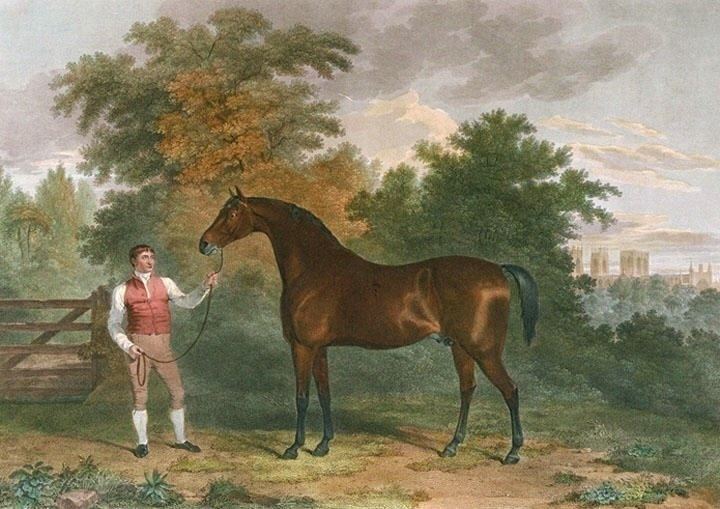 Orville (horse)
