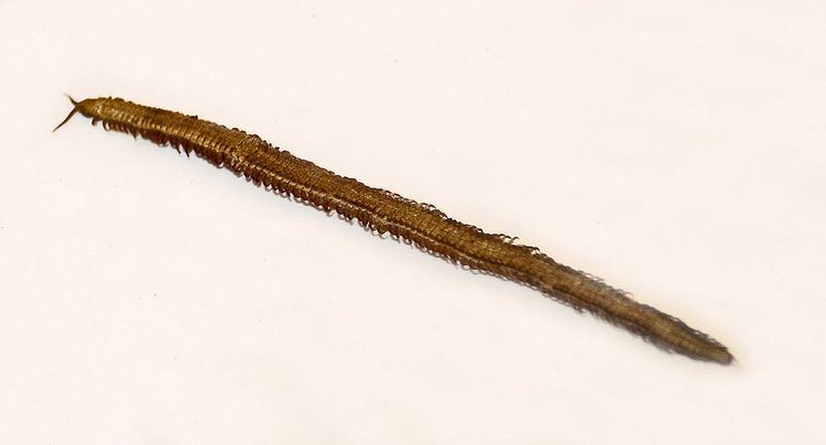 Orya (centipede)