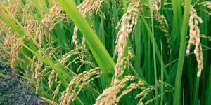 Oryza glaberrima African Rice Oryza glaberrima in Historical Context The School