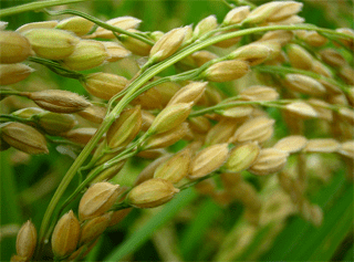 Oryza sativa greeny crops Rice Oryza sativa