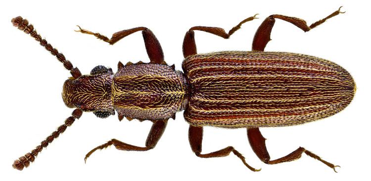Oryzaephilus mercator Oryzaephilus mercator Fauvel 1889 Family Silvanidae C Flickr