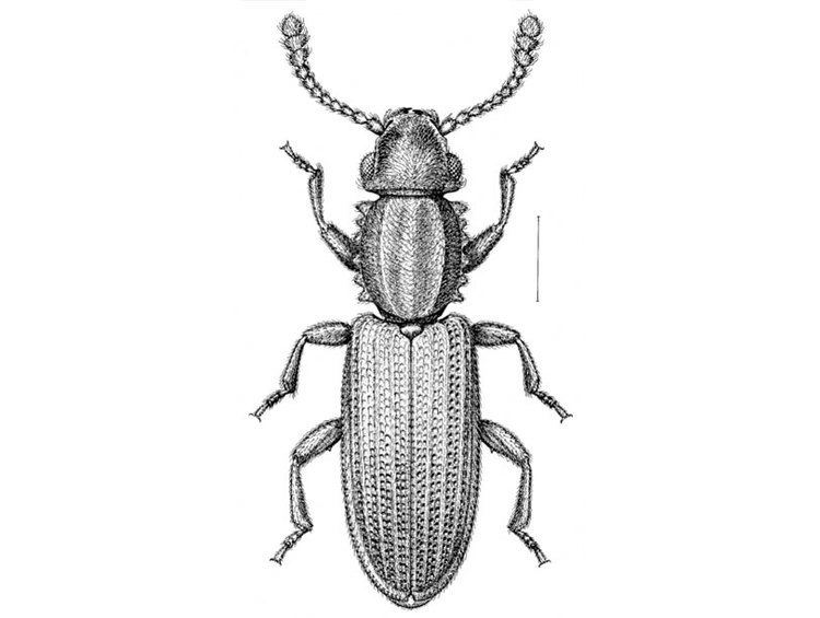 Oryzaephilus mercator Merchant grain beetle Oryzaephilus mercator Fauvel Primary