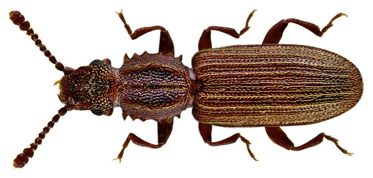 Oryzaephilus surinamensis Sawtoothed Grain Beetle Oryzaephilus surinamensis NatureWatch NZ