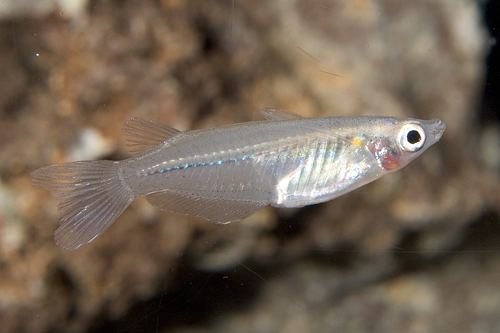 Oryzias javanicus javanicus ricefish killie reg oryzias javanicus Segrest Farms
