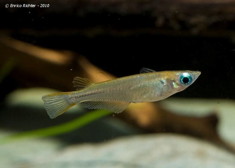 Oryzias javanicus Oryzias javanicus Javanese Ricefish Aplocheilus javanicus