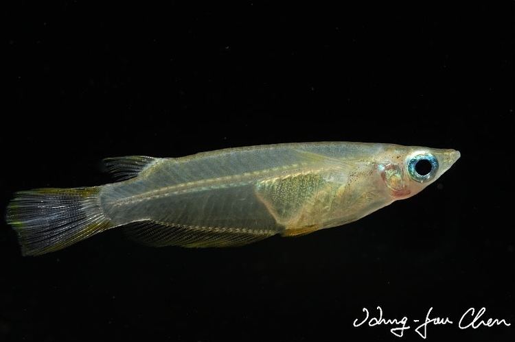 Oryzias javanicus Ricefish JungleKeyin Image