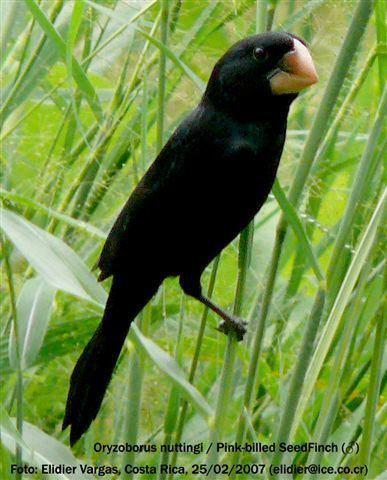 Oryzoborus Mangoverde World Bird Guide Photo Page Nicaraguan SeedFinch