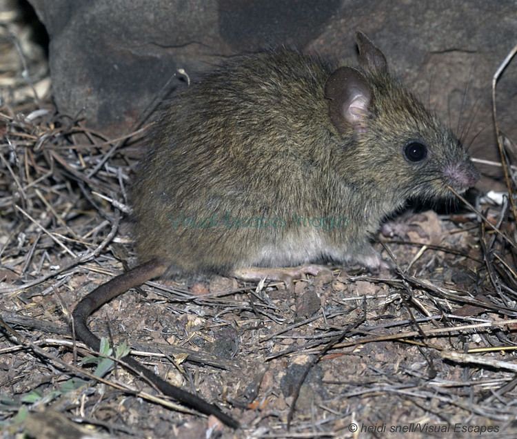 Oryzomys Endemic Rats Visual Escapes Images