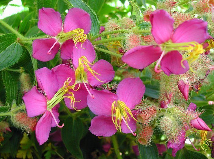 Osbeckia Osbeckia crinita from China