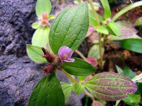 Osbeckia Osbeckia muralis Wall Osbeckia