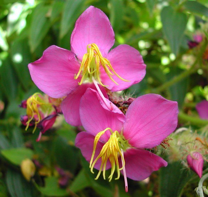 Osbeckia Osbeckia crinita from China