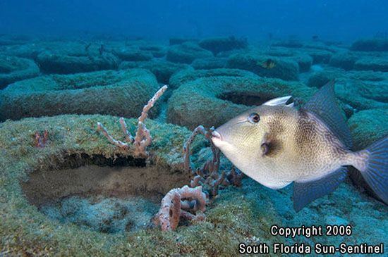 Osborne Reef Scuba Diving Gear Classes and Dive snorkel Charters Reef Dive