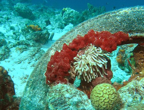 Osborne Reef Dive The Osborne Artificial Reef Florida