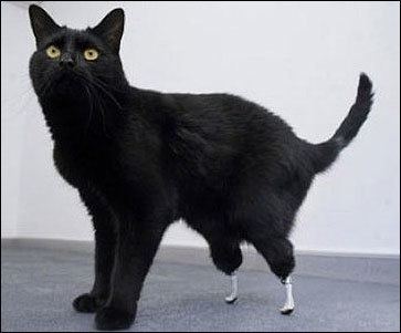 Oscar (bionic cat) Oscar The Cat With Bionic Feet