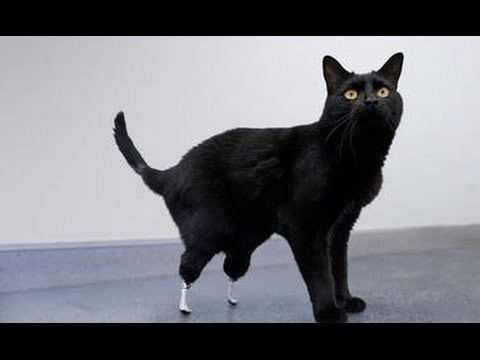 Oscar (bionic cat) Oscar the Bionic Cat YouTube