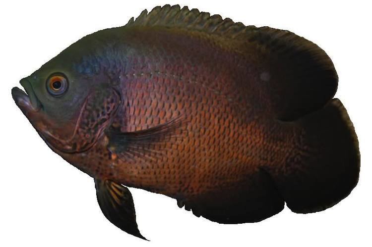 Oscar (fish) Oscar Fish Care Facts And Information