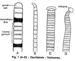 A chart of the Oscillatoria bacterium with its parts identified.
