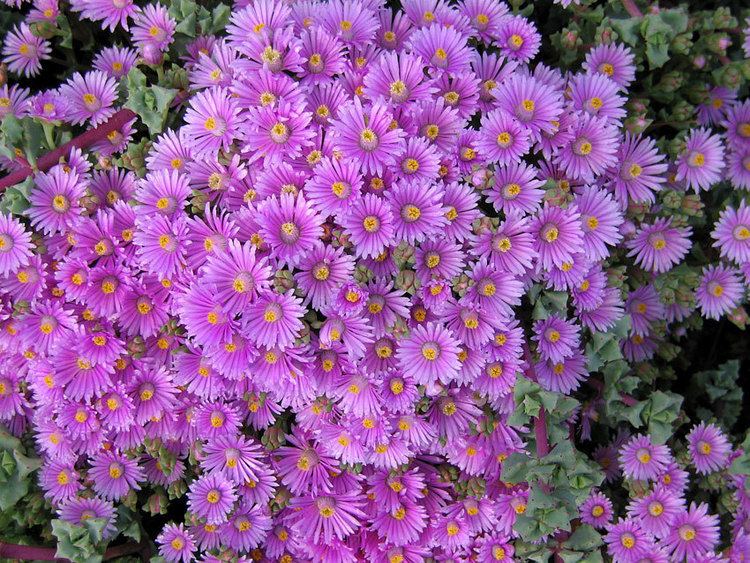 Oscularia Oscularia deltoides Buy Online at Annie39s Annuals
