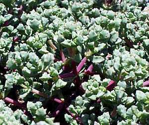 Oscularia Oscularia deltoides at San Marcos Growers