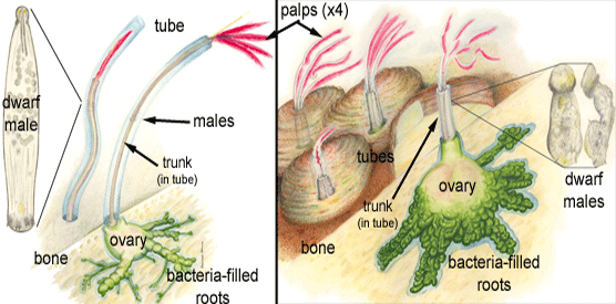 Osedax BoneEating Zombie Worms Vampyre Fangs