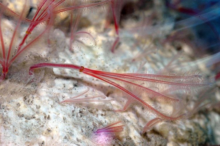 Osedax MBARI Boneeating worms