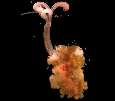 Osedax 10 Reasons Why Bone Eating Worms Are F39n Awesome Deep Sea News