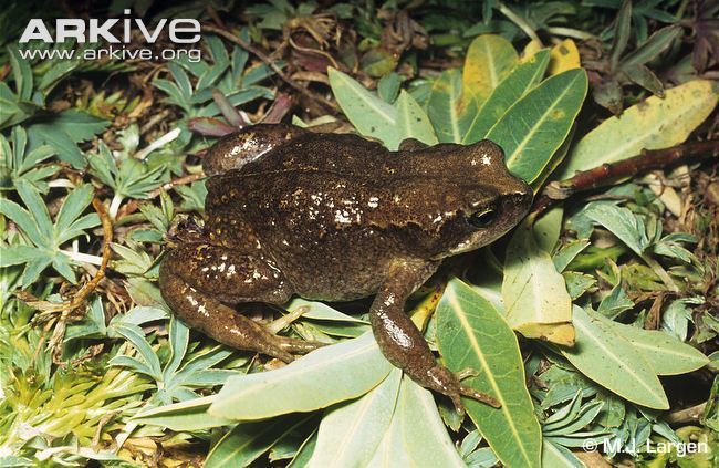 Osgood's Ethiopian toad cdn2arkiveorgmediaE7E7C7E1FB54A04336B5FE5
