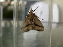 Osiriaca ptousalis httpsuploadwikimediaorgwikipediacommonsthu