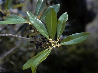 Osmanthus americanus Osmanthus americanus American olive NPIN